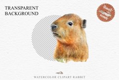 Watercolor Capybara Forest Animals Clipart PNG Illustration Image Watercolor  Transparent Print invitation t-shirt designs sublimation kids printable digital watercolor cute Capybara, Safari Forest Animals clipart, sublimation nursery drawing Savanna