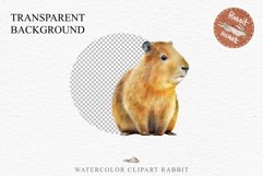 Watercolor Capybara Forest Animals Clipart PNG Illustration Image Watercolor  Transparent Print invitation t-shirt designs sublimation kids printable digital watercolor cute Capybara, Safari Forest Animals clipart, sublimation nursery drawing Savanna