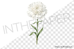 Single White Carnation Flower PNG Clipart Flower Watercolor Product Image 1