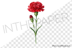 Red Carnation with Flower Bud PNG Clipart Flower Watercolor Product Image 1