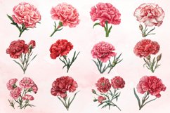 Watercolor Carnation Clipart Bundle Product Image 2