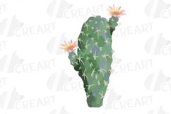 Watercolor cactus flowers printable clipart. Botanical cacti Product Image 11