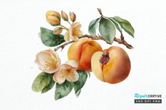 Watercolor Apricot PNG Clipart Product Image 1