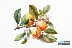 Watercolor Apricot PNG Clipart Product Image 1