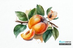 Watercolor Apricot PNG Clipart Product Image 1