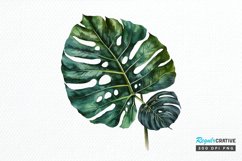 Watercolor Tropical Leave PNG Clipart Product Image 1
