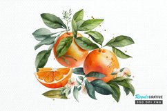 Watercolor Oranges PNG Clipart Product Image 1