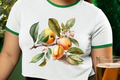 Watercolor Apricot PNG Clipart Product Image 2
