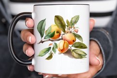 Watercolor Apricot PNG Clipart Product Image 3