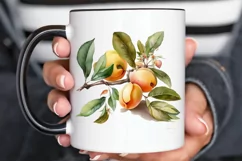 Watercolor Apricot PNG Clipart Product Image 3