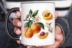 Watercolor Apricot PNG Clipart Product Image 3