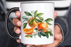 Watercolor Oranges PNG Clipart Product Image 3