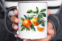 Watercolor Oranges PNG Clipart Product Image 3