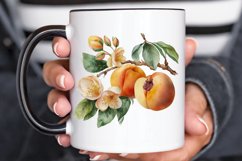 Watercolor Apricot PNG Clipart Product Image 3