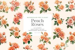 44 Watercolor Colored Pencil Peach Roses Clipart Product Image 1