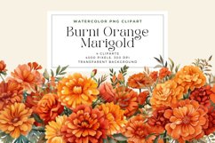 4 Watercolor Burnt Orange Marigold Clipart Product Image 1