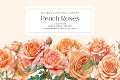 Watercolor Colored Pencil Peach Roses Clipart Product Image 1