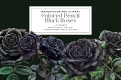 Watercolor Colored Pencil Black Roses Clipart Product Image 1