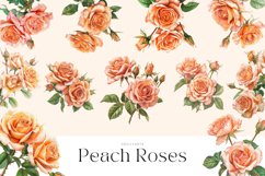 44 Watercolor Colored Pencil Peach Roses Clipart Product Image 2