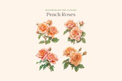 Watercolor Colored Pencil Peach Roses Clipart Product Image 2