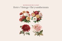 Watercolor Retro Vintage Chrysanthemum Clipart Product Image 2