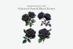 Watercolor Colored Pencil Black Roses Clipart Product Image 2
