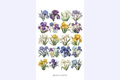 Watercolor Retro Vintage Iris Clipart Bundle Product Image 3
