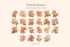 44 Watercolor Colored Pencil Peach Roses Clipart Product Image 3