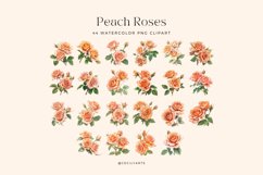 44 Watercolor Colored Pencil Peach Roses Clipart Product Image 4