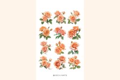 44 Watercolor Colored Pencil Peach Roses Clipart Product Image 5