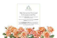 44 Watercolor Colored Pencil Peach Roses Clipart Product Image 6