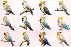 Watercolor Cockatiel Sublimation Clipart Bundle Product Image 2