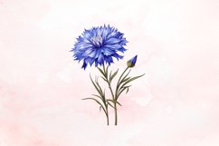 Watercolor Cornflowers Clipart Bundle Product Image 3