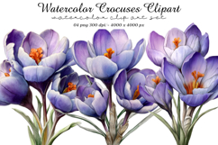 Watercolor Crocuses Clipart Product Image 1
