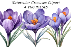 Watercolor Crocuses Clipart Product Image 1