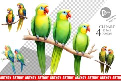 Clipart Watercolor Parrot Product Image 1