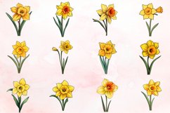 Watercolor Daffodil Clipart Bundle Product Image 2