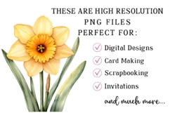 Watercolor Daffodil Flower Clipart Product Image 2