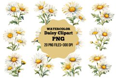 Watercolor Daisy Clipart bundle,Flowers watercolor bundle Product Image 1