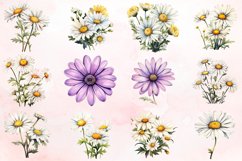 Watercolor Daisy Clipart Bundle Product Image 2