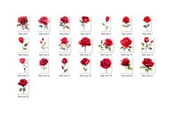 Watercolor Dark Red Rose Cliparts