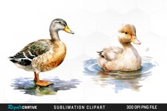 Vintage Clipart,Watercolor Clipart,Baby Animal Clipart,Duckling Clipart,Watercolor Duck,Duck Clipart,Digital Prints,Watercolor Clipart,Clipart Pack,Duck Clipart,Watercolor Duck,Farm Animal Clipart,