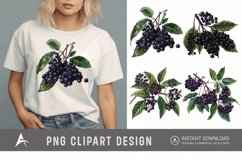 Watercolor Elderberry Clipart Product Image 1