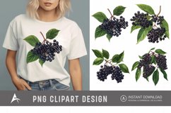 Watercolor Elderberry Clipart Product Image 1