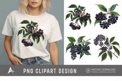 Watercolor Elderberry Clipart Product Image 1