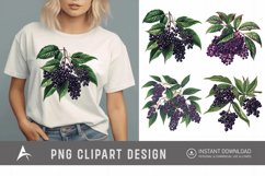 Watercolor Elderberry Clipart Product Image 1