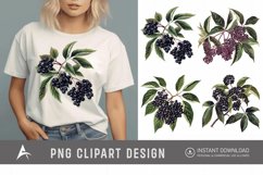 Watercolor Elderberry Clipart Product Image 1