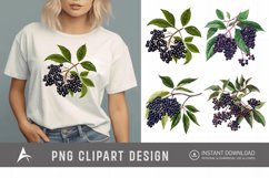 Watercolor Elderberry Clipart Product Image 1