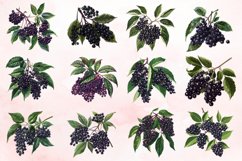Watercolor Elderberry Clipart Bundle Product Image 2