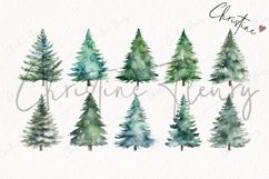 23 Watercolor Evergreen Clipart Product Image 4